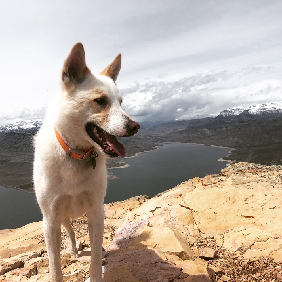 Vote for Busby Rez Dog Rescue of Montana Calendar Contest