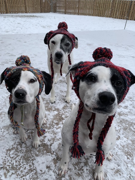 Sully Monster, Boo, & Leroy Brown