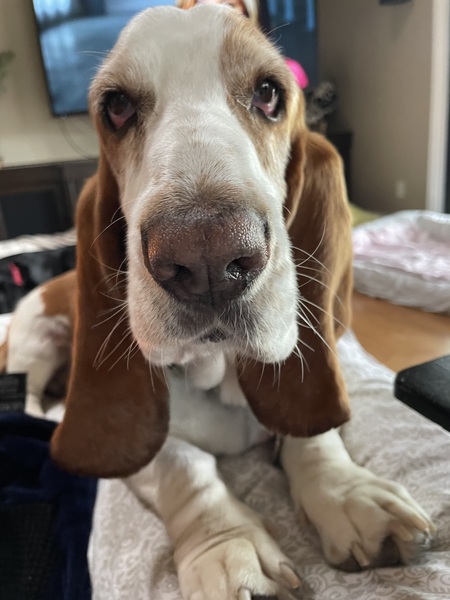 Lucas the Bassett Hound 