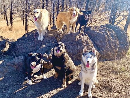 Scout, Ranger, Sierra, Jack, Rousey, Shasta