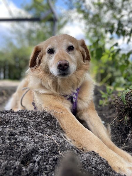 Yuka (une des belles réussites de Chiots Nordiques❣️)