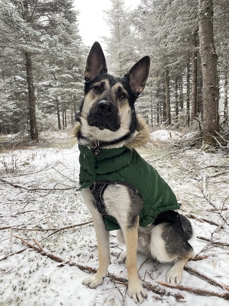 Matshi (Adopté via Chiots Nordiques et provenant de Kuujjuaq)