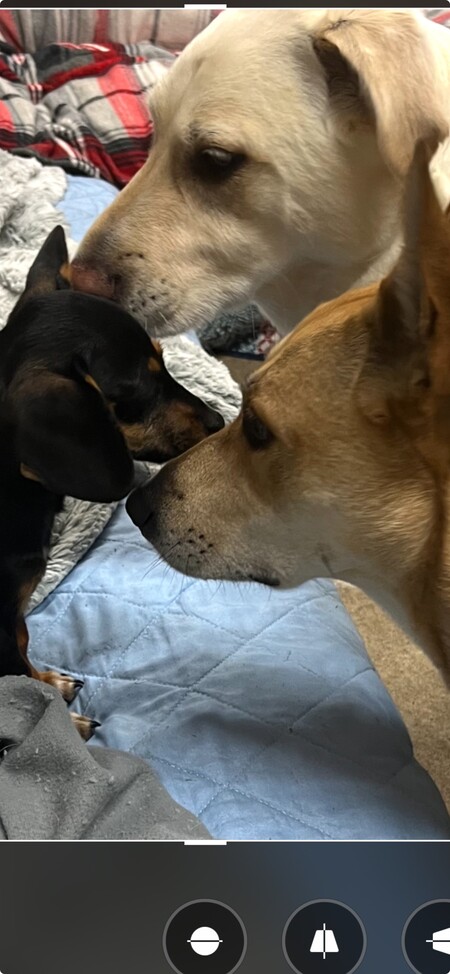 Rosie & Athena welcoming a new Foster  