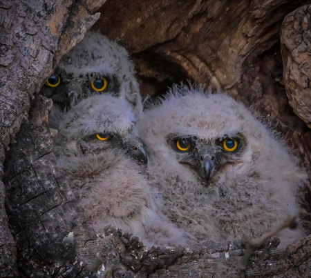 Great Horned Owlets