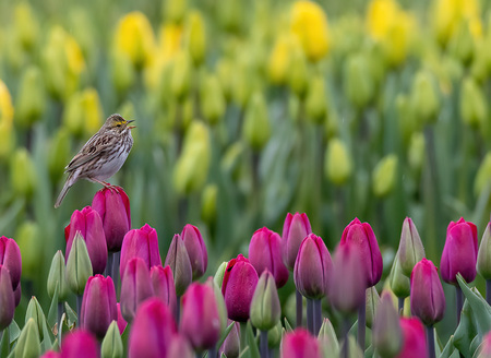 Tiptoeing through the tulips