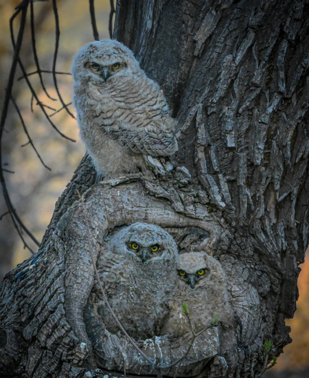 Owl Babies