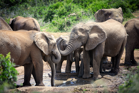 Mudbath Among Friends - Addo Elephant Park, South Africa