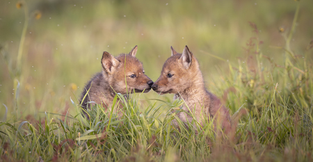 Coyote Pups Touching Noses