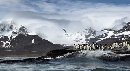 South Georgia Island 