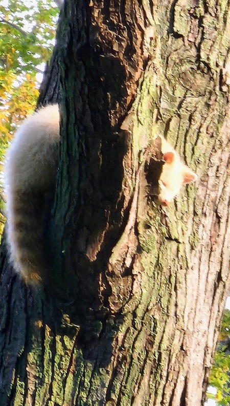 Albino Racoon