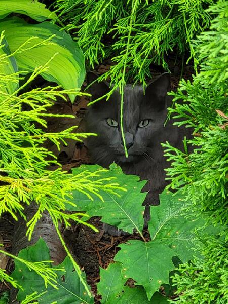 Maine Coon