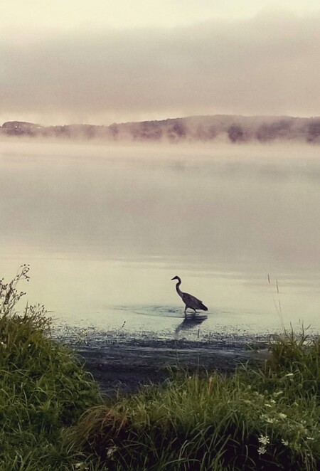 Blue Heron on Chautauqua Lake