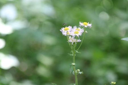 Little Bee Landing 