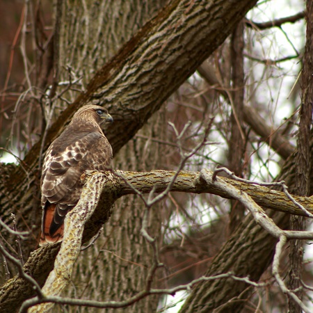 Red-Tailed Hawk with nictitating  membrane