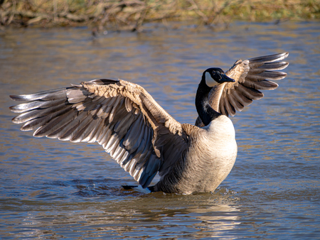 Goose Lake