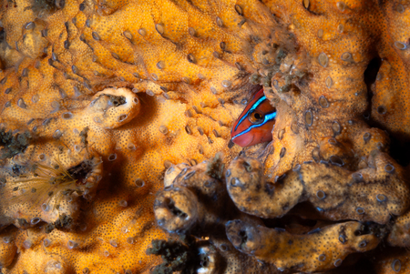 Bluestriped fangblenny