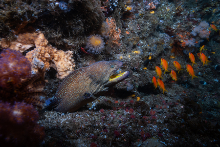 Yellowmouth moray