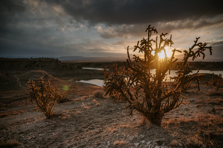 Cholla at sunset