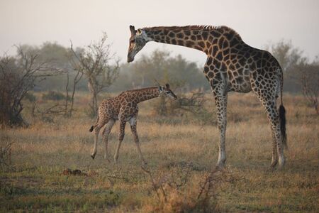 Mother-child bond