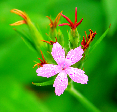 Pretty Pink