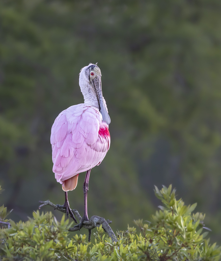 Pretty in Pink