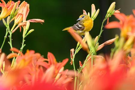 Female Baltimore Oriole in lilies