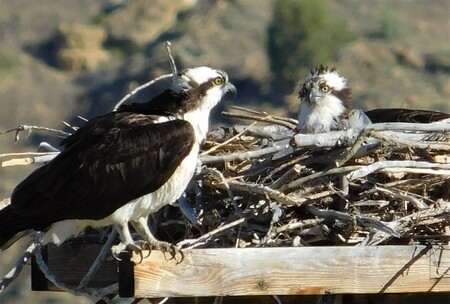 "Hi Mom ---Hi Son"  Osprey in nest on Telephone Pole