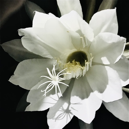 Night blooming Cereus