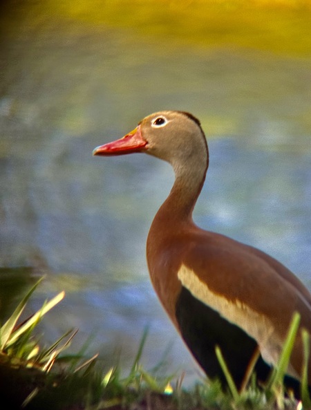 Black-bellied Whistling Duck