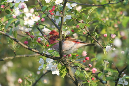 Purple Finch in Blossoms