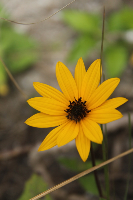 Black-Eyed Susan