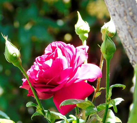 The Spider and the Rose