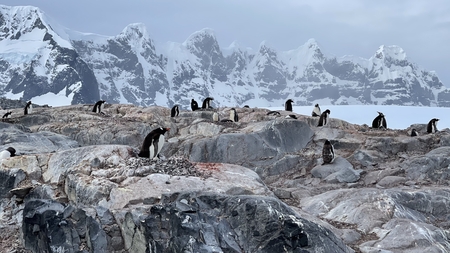 Nesting Gentoo Penguins