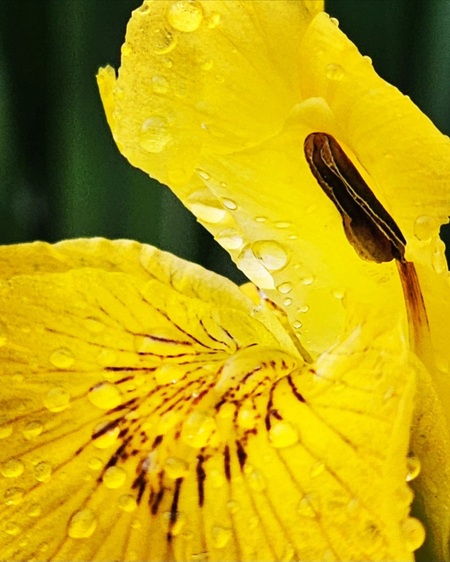 Iris After Spring Shower 