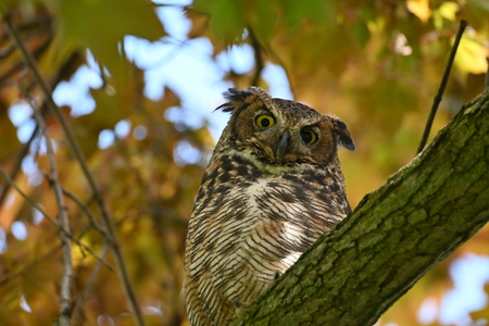 Curious Owl 