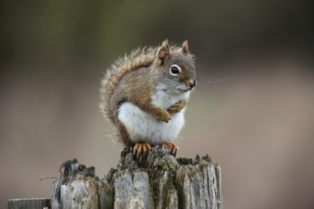 American Red Squirrel