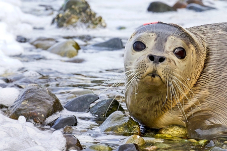 Seal pup at Poverty Bay- Seattle, Wa.