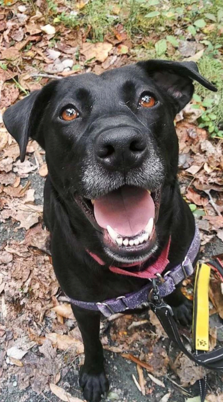 Layla the Therapy dog