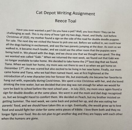 Cat Depot Writing Assignment