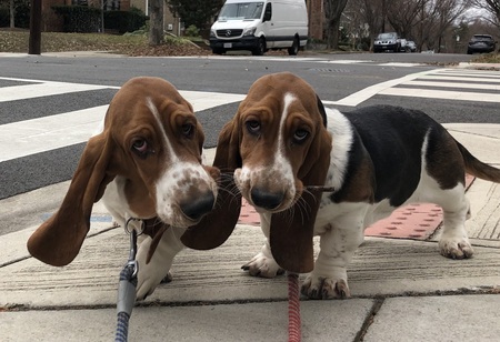 Humphrey and Henrietta