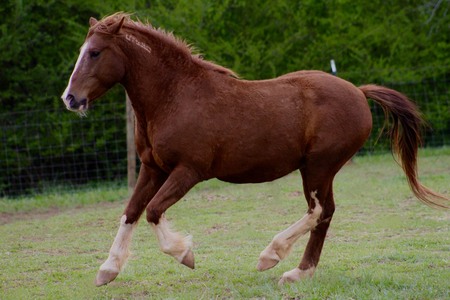 Magic Mustang