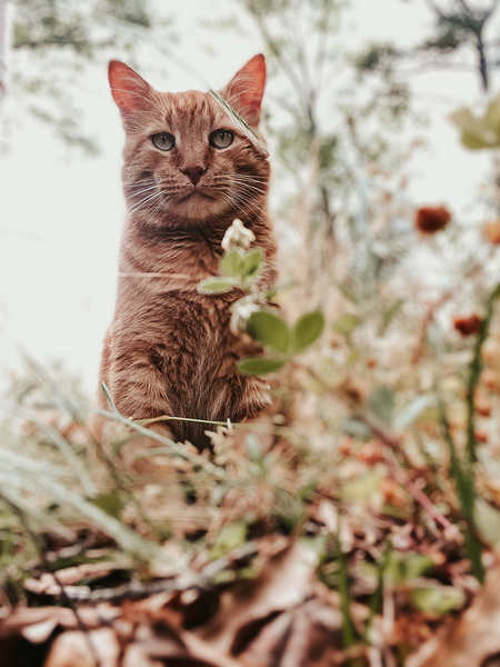 Orange Kitty 