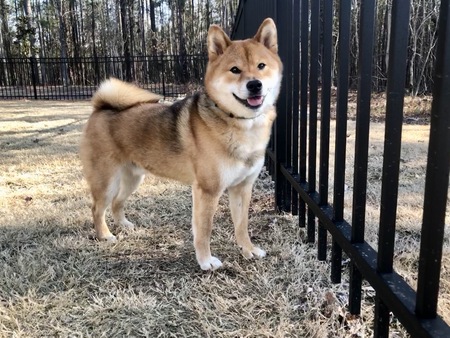 Sora (Santa's spoiled Shiba)