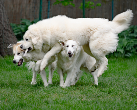 Beau (top), Grace and Darby (middle lower)