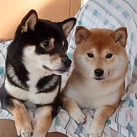 Suki and Ichi