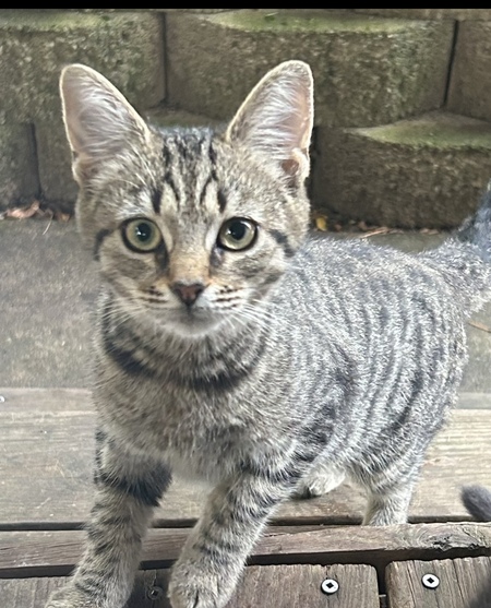 Bobbi the Bobcat!