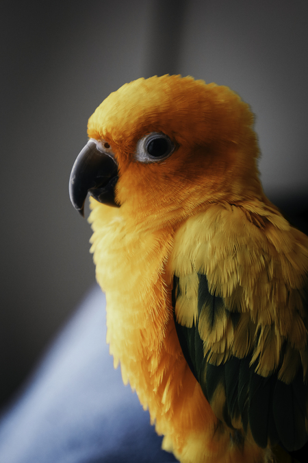 Zazu