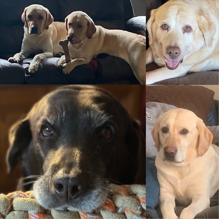 Brady,Otis,Whiskey,Daisy, and Bomber