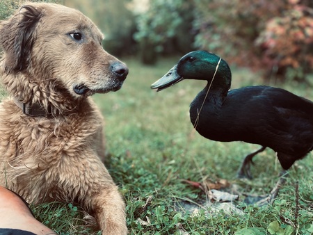 Gracie & Mr. Snoot