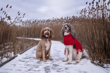 Bridgette and Easton